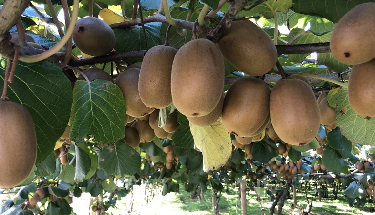 Kiwifruit pre-harvest 