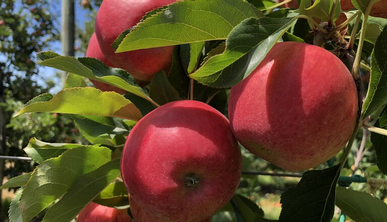 TCP orchards 