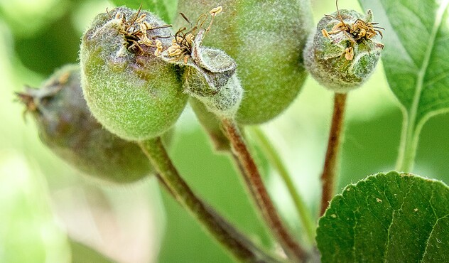Fruitlets Fruitlets