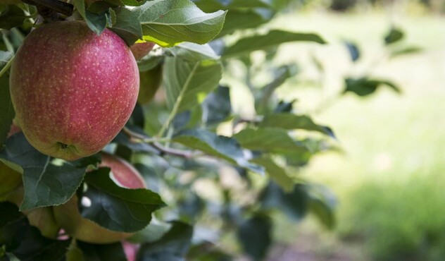 Gala apple tree Gala apple tree