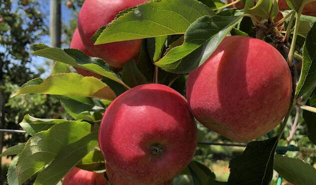TCP orchards 