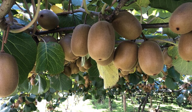 Kiwifruit pre-harvest 