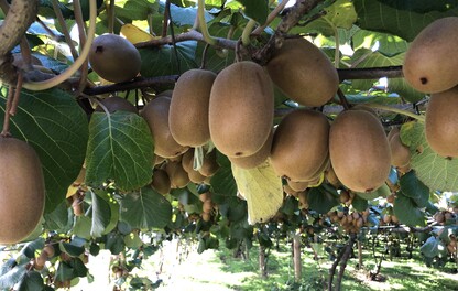 Kiwi Gold Fruit_Tauranga BOP