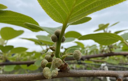 Gold Kiwifruit Gisborne