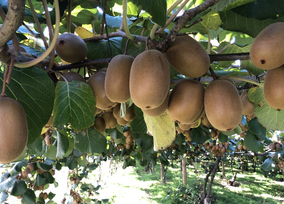 Kiwifruit pre-harvest 
