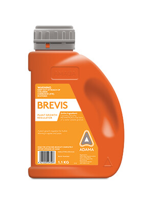 Brevis